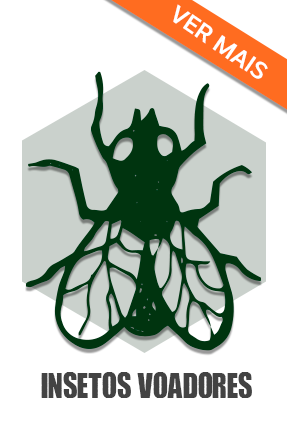 Insetos voadores