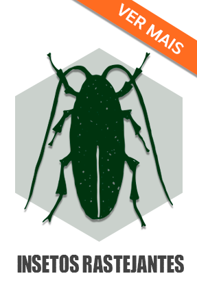 Insetos rastejantes