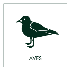 Repelentes de aves