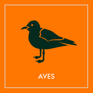 Repelentes de aves
