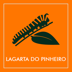 Repelentes de lagarta do pinheiro