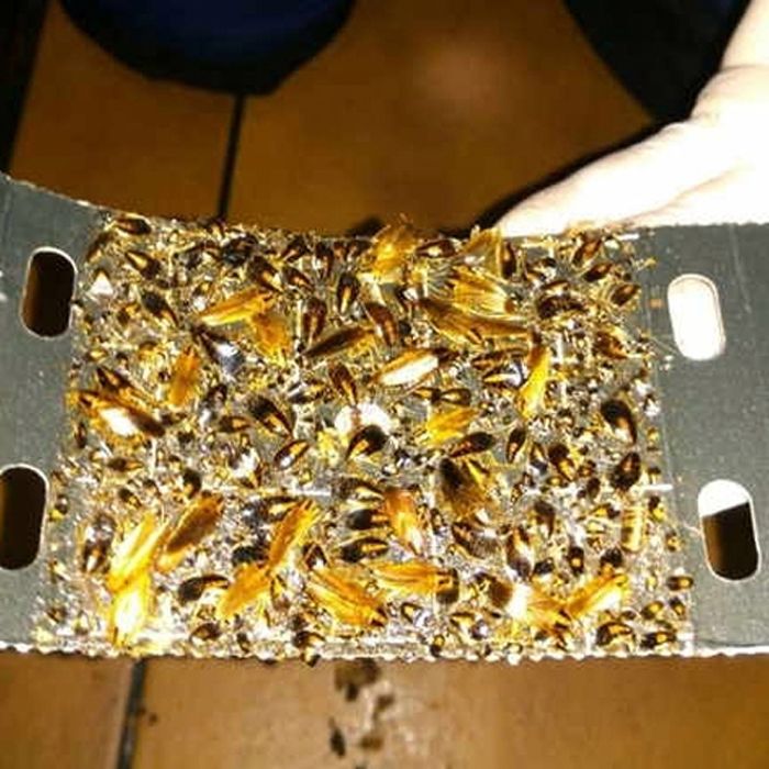 Armadilha para baratas eco pack