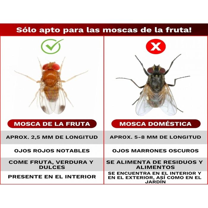 Armadilha moscas da fruta MV