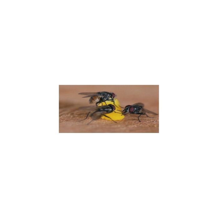 Granulado de isca inseticida Bio moscas - saco 25 gr
